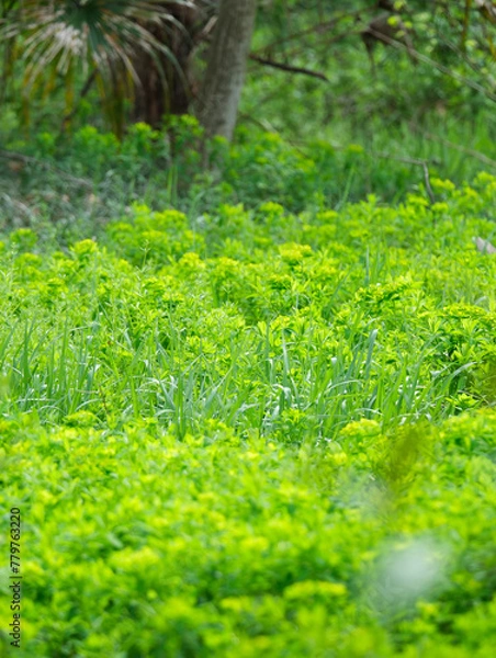 Obraz 自生する植物2