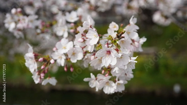 Fototapeta 桜 満開
