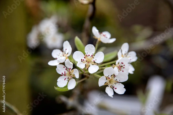 Fototapeta Pear blossom in spring in a natural garden setting