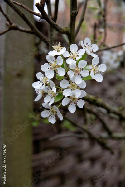Fototapeta Pear blossom and branches in spring in a natural garden setting set against a wicker fence