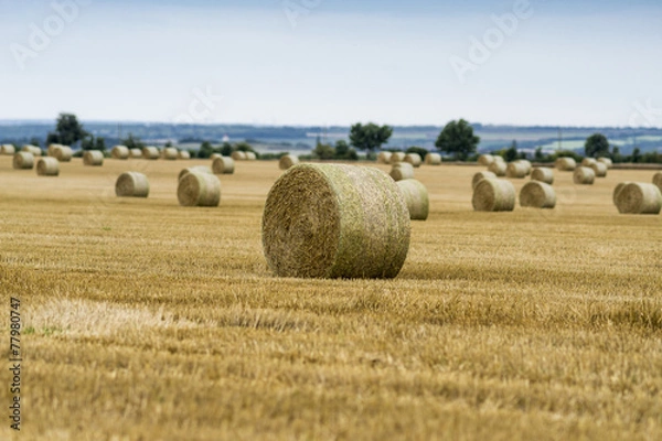 Obraz Strohballen auf gemähtem Acker 00210