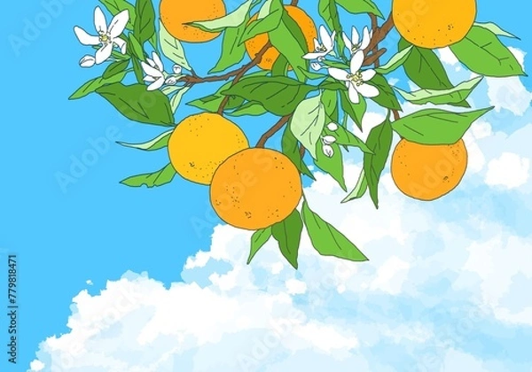 Obraz 空に浮かぶ巨大な雲と枝付きオレンジのイラスト