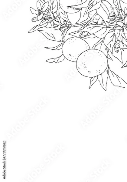 Obraz 枝付きオレンジのシンプルな線画