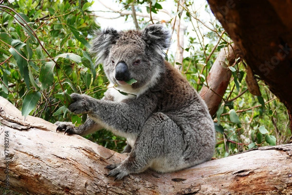 Fototapeta Koala, jedząc liście eukaliptusowe