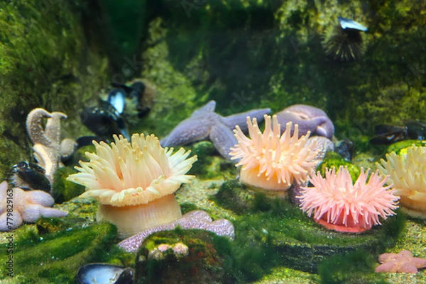 Fototapeta Seastar and anemone stuck to a rock in the ocean