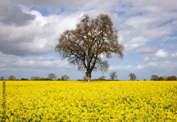 Fototapeta A field of yellow rapeseed in sunshine on a cloudy day with a tall single tree at its centre