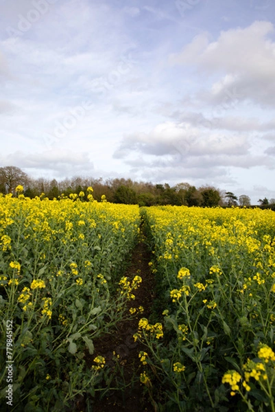Fototapeta Path through a yellow rapeseed field in the English countryside, leading to a row of trees in the distance