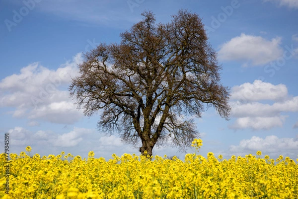 Fototapeta A field of yellow rapeseed with a tall lone tree at the centre of the image