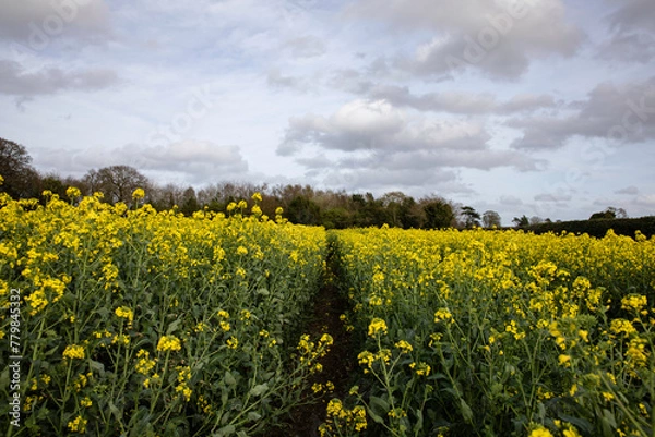 Fototapeta Path through a yellow rapeseed field in the English countryside, leading to a row of trees in the distance