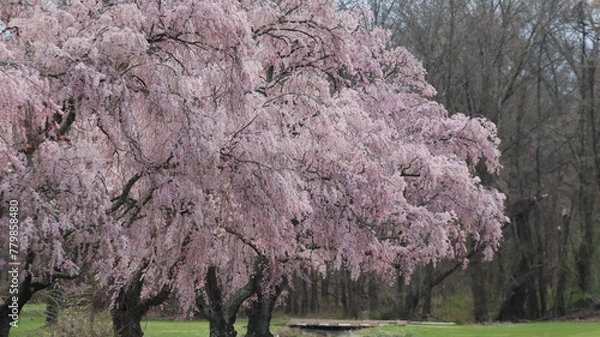 Fototapeta Beautiful cherry tree blooming pink in spring