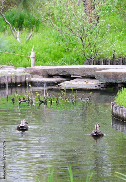 Obraz カルガモのペア