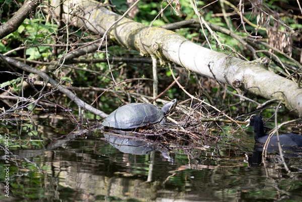 Fototapeta A European Pond Turtle sitting on a nest whilst a Coot carries a branch towards him. 