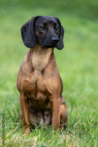 Obraz Bayerischer Gebirgsschweißhund