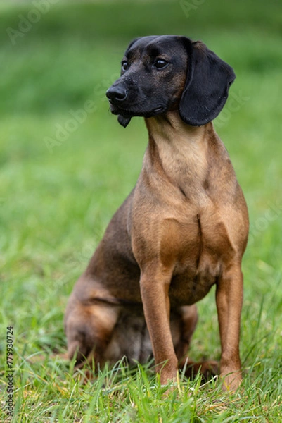 Obraz Bayerischer Gebirgsschweißhund