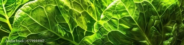 Obraz Veins of Life: The Intricate Patterns of a Green Lettuce Leaf - Generative AI