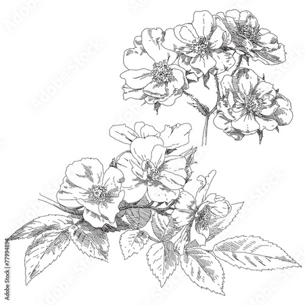 Obraz Hand drawn flowers