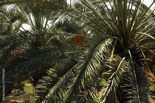 Fototapeta Palm tree and palm trees in the summer of the Mediterranean Sea. Palm tree background. Palm tree leaves against the sky. Plants, flora, botany, agriculture, tourism, exotics, recreation, relaxation