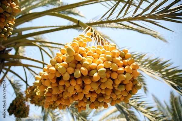 Fototapeta Bunch of dates. Healthy raw fresh fruits on a palm tree. Summer harvest. Vegan, vitamin, natural dessert. Yellow sweet fruits.Israel, palm trees, dates, sun, sky