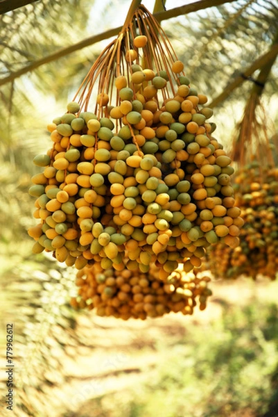 Fototapeta Bunch of dates. Healthy raw fresh fruits on a palm tree. Summer harvest. Vegan, vitamin, natural dessert. Yellow sweet fruits.Israel, palm trees, dates, sun, sky