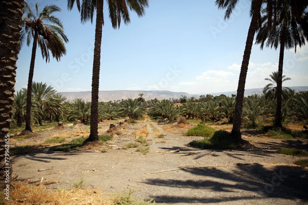 Fototapeta Palm tree and palm trees in the summer of the Mediterranean Sea. Palm tree background. Palm tree leaves against the sky. Plants, flora, botany, agriculture, tourism, exotics, recreation, relaxation