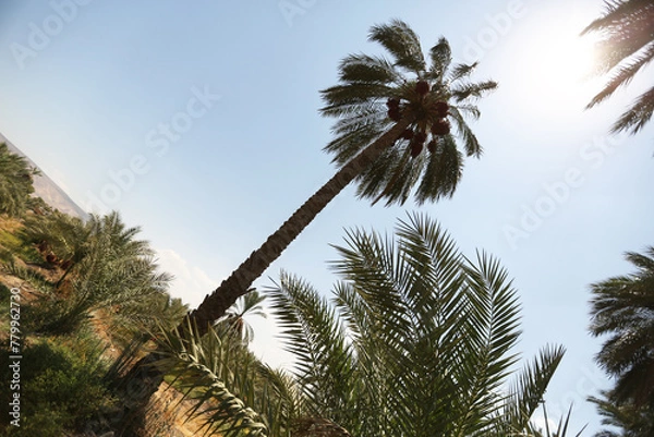 Fototapeta Palm tree and palm trees in the summer of the Mediterranean Sea. Palm tree background. Palm tree leaves against the sky. Plants, flora, botany, agriculture, tourism, exotics, recreation, relaxation