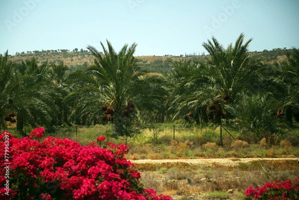 Fototapeta Palm tree and palm trees in the summer of the Mediterranean Sea. Palm tree background. Palm tree leaves against the sky. Plants, flora, botany, agriculture, tourism, exotics, recreation, relaxation