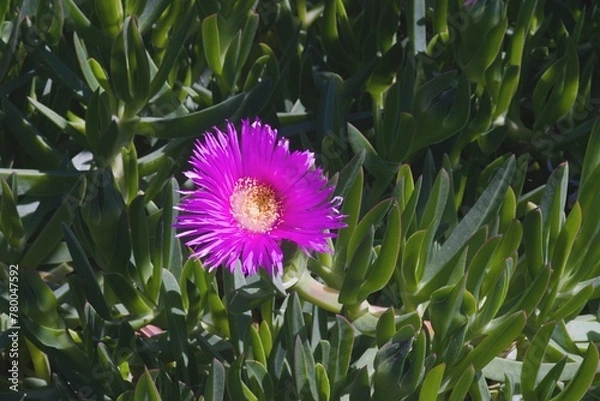 Obraz a colored flower called chilean sea  fig flower in a green grass 