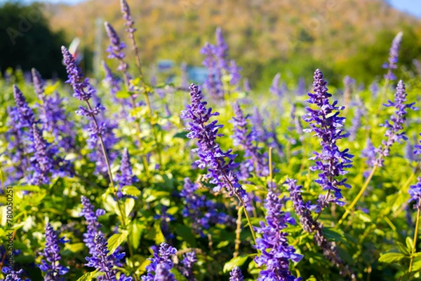 Fototapeta 花・サルビア・ブルー