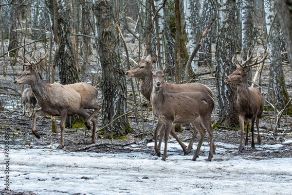 Fototapeta Red deer, males and females in the deciduous forest in winter