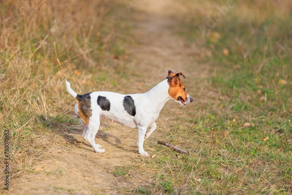 Fototapeta A cute Jack Russell Terrier dog walks in nature. Pet portrait with selective focus and copy space