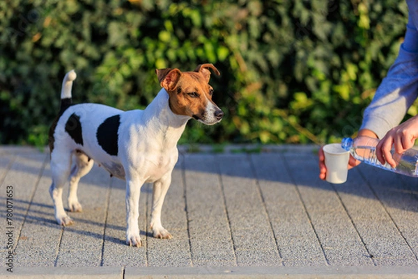 Fototapeta The concept of giving a dog something to drink in the heat. Caring for animals. Pet portrait with selective focus