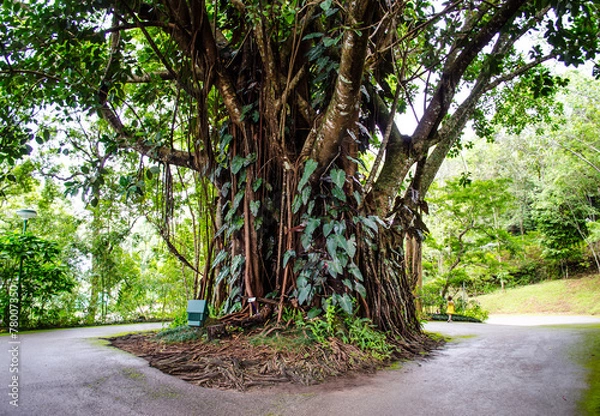 Fototapeta Tree with outside roots