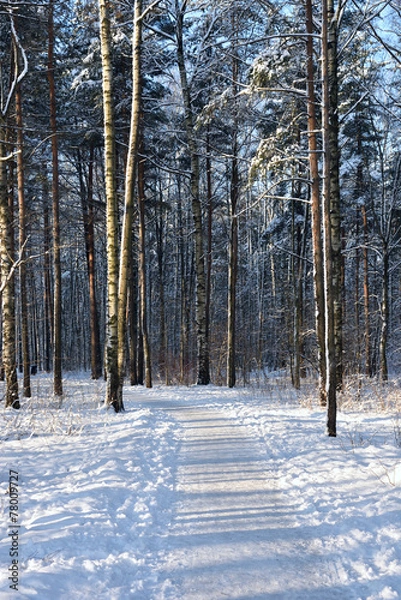 Obraz Path in winter forest