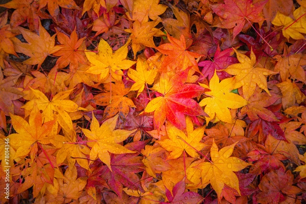 Fototapeta Fall maple leaves indicating the seasonal change in Japan.