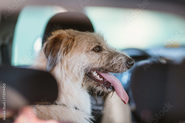 Fototapeta Happy dog traveling in the car boot