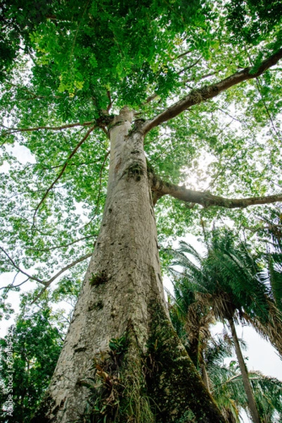 Obraz tree in the forest