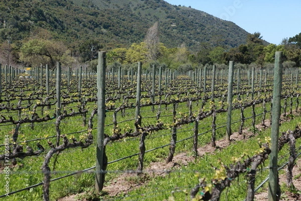 Obraz California Vineyard background, wine country in springtime green hills 