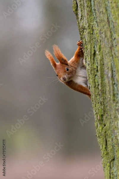 Fototapeta Squirrel peeks out from behind a tree