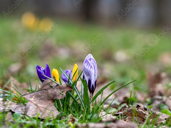 Fototapeta spring is coming - crocus flowers