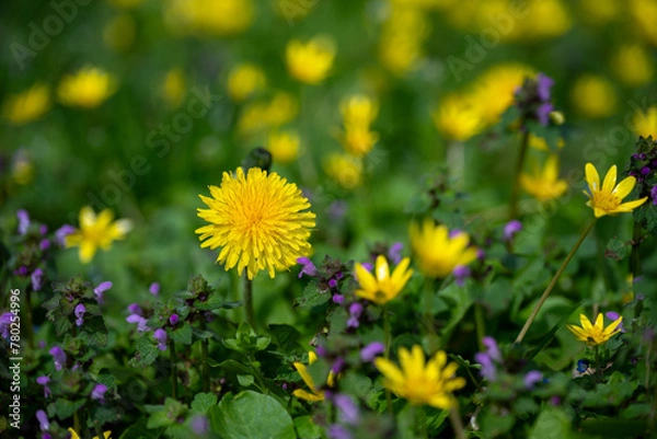Fototapeta blooming dandelion