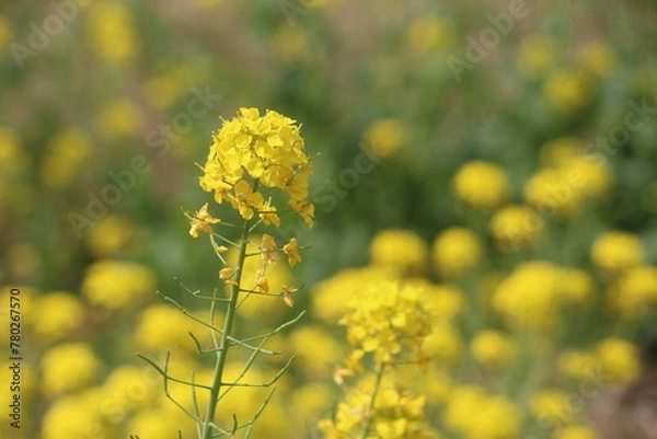 Obraz 黄色い菜の花