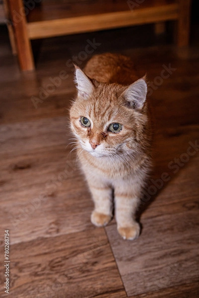 Obraz Cute ginger cat standing on the floor indoors