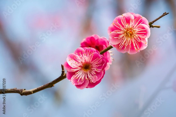 Obraz Dwa czerwone kwiaty śliwkowe