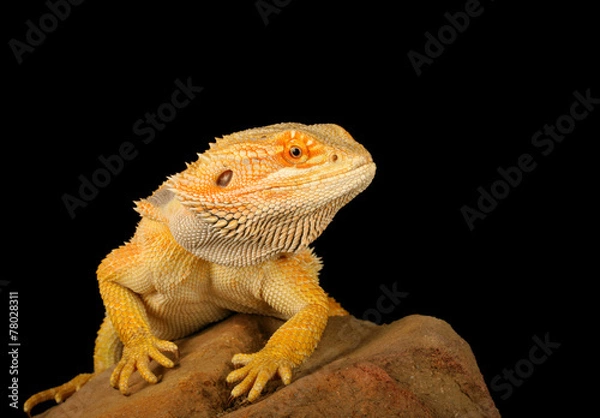 Obraz Bearded Dragon