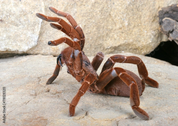 Obraz King Baboon Tarantula