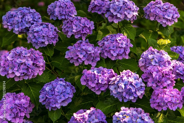 Fototapeta 幸手権現堂桜堤　紫陽花・風景
