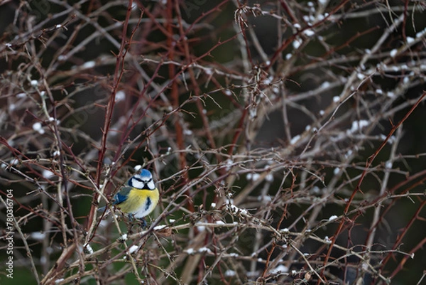 Obraz Eurasian blue tit