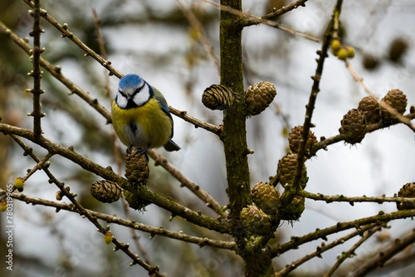 Obraz Eurasian blue tit