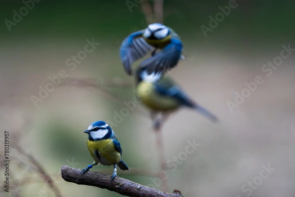 Obraz Eurasian blue tit