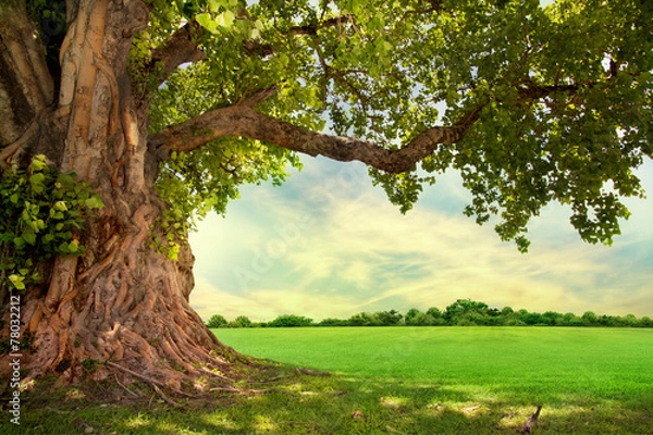 Obraz Spring łąka z dużym drzewem ze świeżymi zielonymi liśćmi